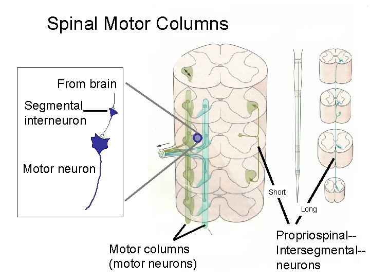 Spinal Motor Columns From brain Segmental interneuron Motor neuron Short Long Motor columns (motor