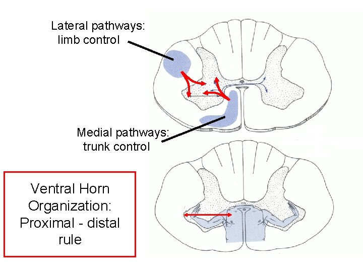 Lateral pathways: limb control Medial pathways: trunk control Ventral Horn Organization: Proximal - distal