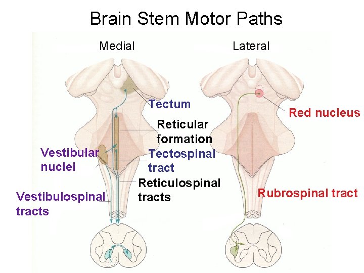 Brain Stem Motor Paths Medial Lateral Tectum Vestibular nuclei Vestibulospinal tracts Reticular formation Tectospinal