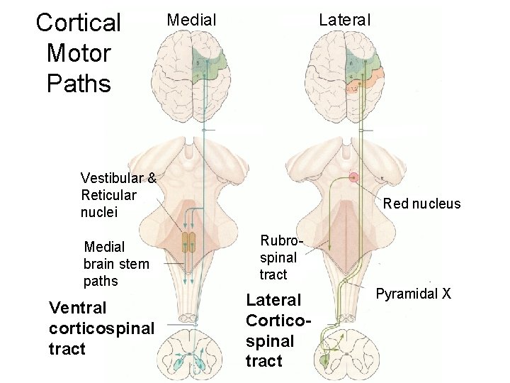 Cortical Motor Paths Medial Lateral Vestibular & Reticular nuclei Medial brain stem paths Ventral