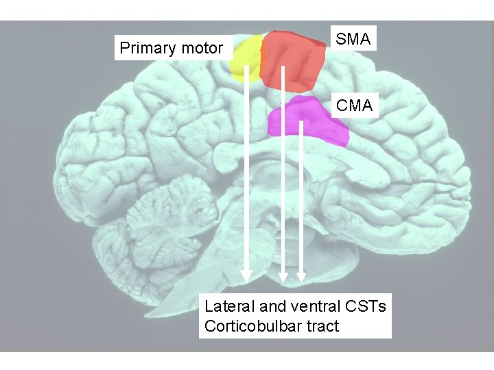 Primary motor SMA CMA Lateral and ventral CSTs Corticobulbar tract 