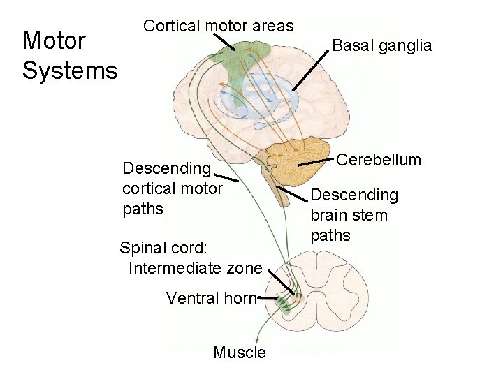 Motor Systems Cortical motor areas Basal ganglia Descending cortical motor paths Spinal cord: Intermediate