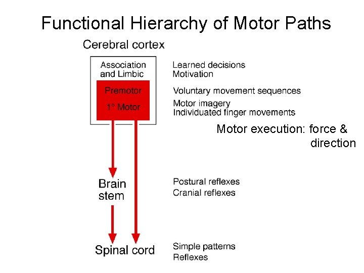 Functional Hierarchy of Motor Paths Motor execution: force & direction 