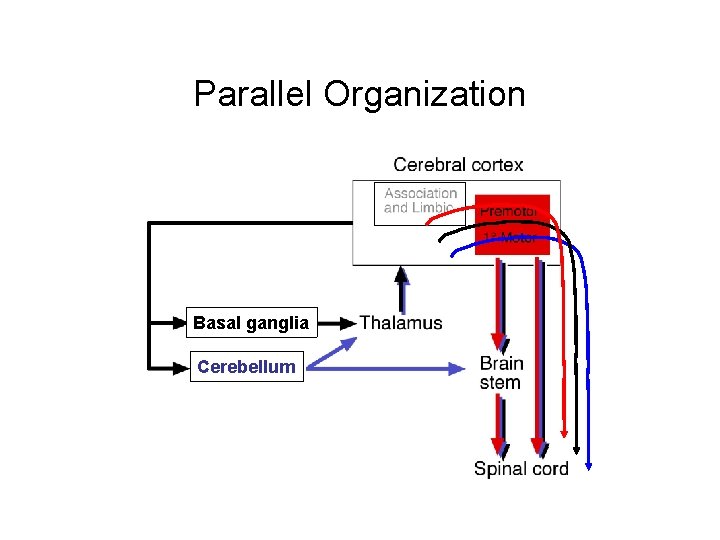 Parallel Organization Basal ganglia Cerebellum 