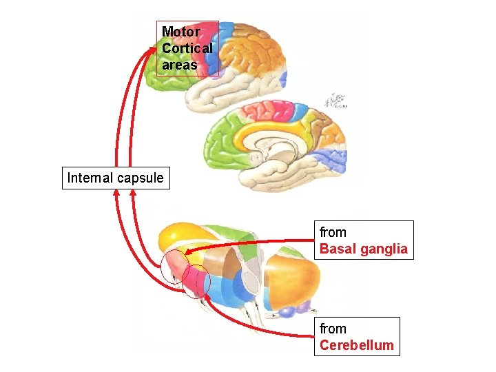 Motor Cortical areas Internal capsule from Basal ganglia from Cerebellum 