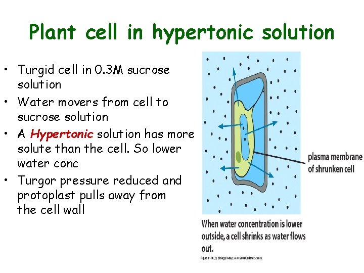 Plant cell in hypertonic solution • Turgid cell in 0. 3 M sucrose solution