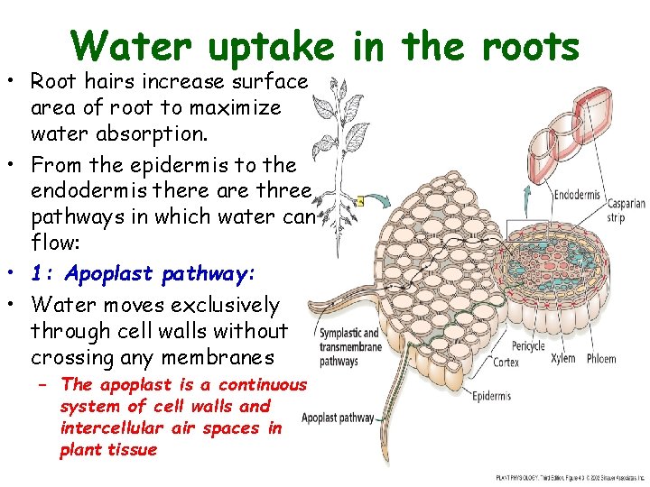 Water uptake in the roots • Root hairs increase surface area of root to