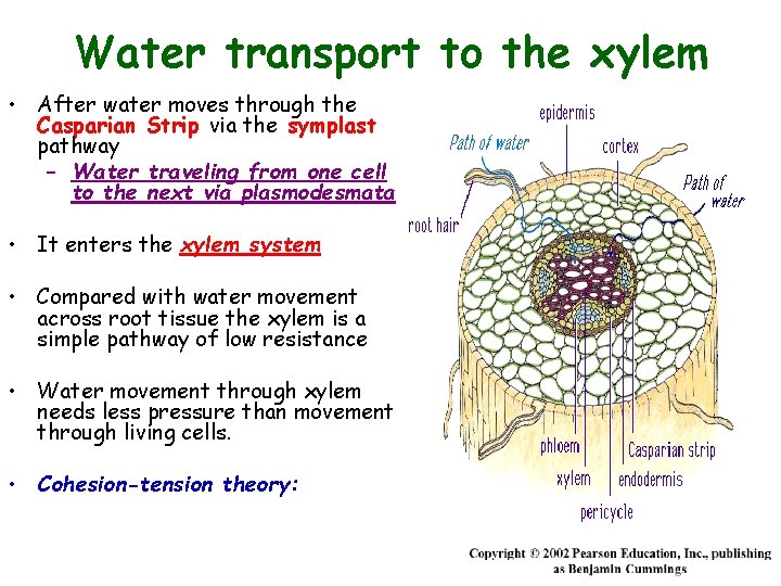 Water transport to the xylem • After water moves through the Casparian Strip via