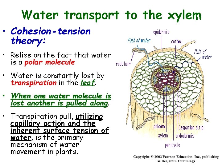 Water transport to the xylem • Cohesion-tension theory: • Relies on the fact that