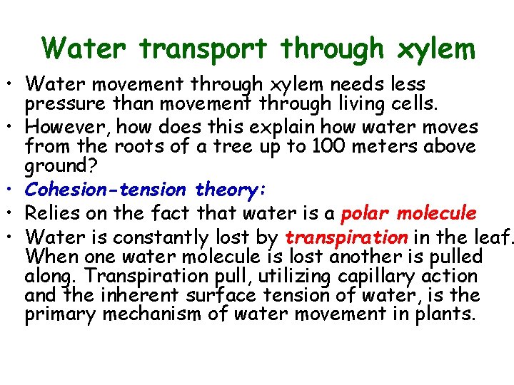 Water transport through xylem • Water movement through xylem needs less pressure than movement