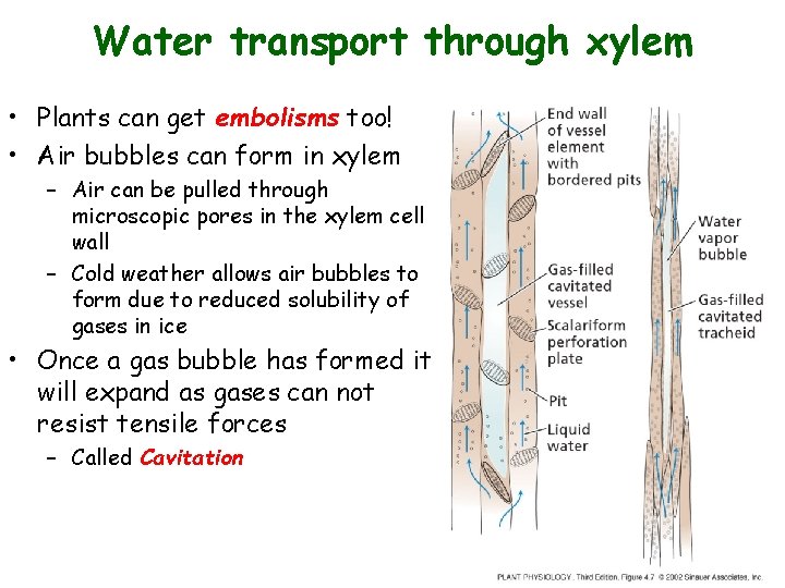 Water transport through xylem • Plants can get embolisms too! • Air bubbles can