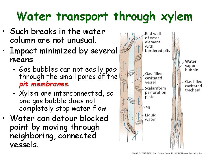 Water transport through xylem • Such breaks in the water column are not unusual.