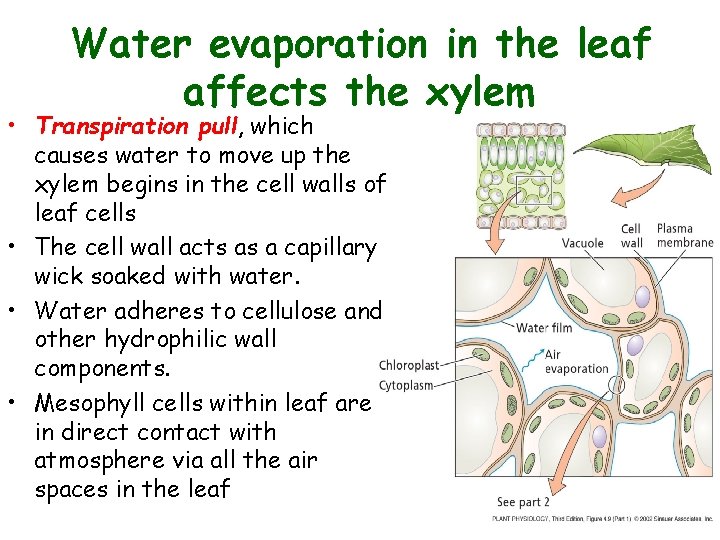 Water evaporation in the leaf affects the xylem • Transpiration pull, which causes water