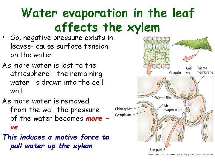 Water evaporation in the leaf affects the xylem • So, negative pressure exists in