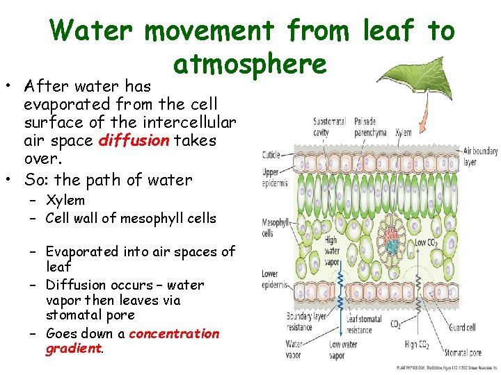 Water movement from leaf to atmosphere • After water has evaporated from the cell