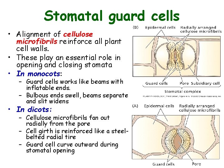 Stomatal guard cells • Alignment of cellulose microfibrils reinforce all plant cell walls. •