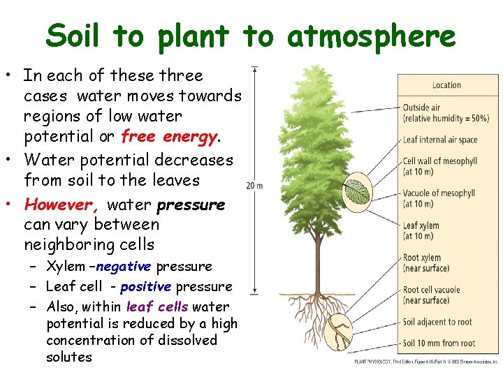 Soil to plant to atmosphere • In each of these three cases water moves