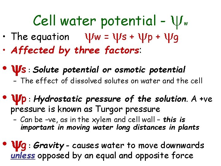 Cell water potential - y • The equation yw = ys + yp +