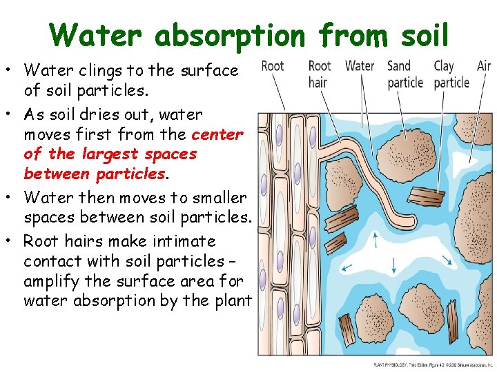 Water absorption from soil • Water clings to the surface of soil particles. •