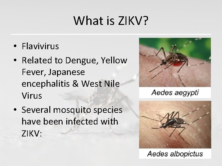 What is ZIKV? • Flavivirus • Related to Dengue, Yellow Fever, Japanese encephalitis &