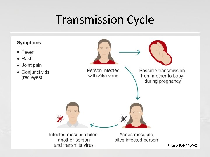 Transmission Cycle Source: PAHO/ WHO 