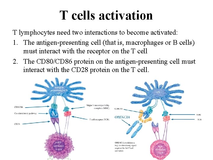 T cells activation T lymphocytes need two interactions to become activated: 1. The antigen-presenting
