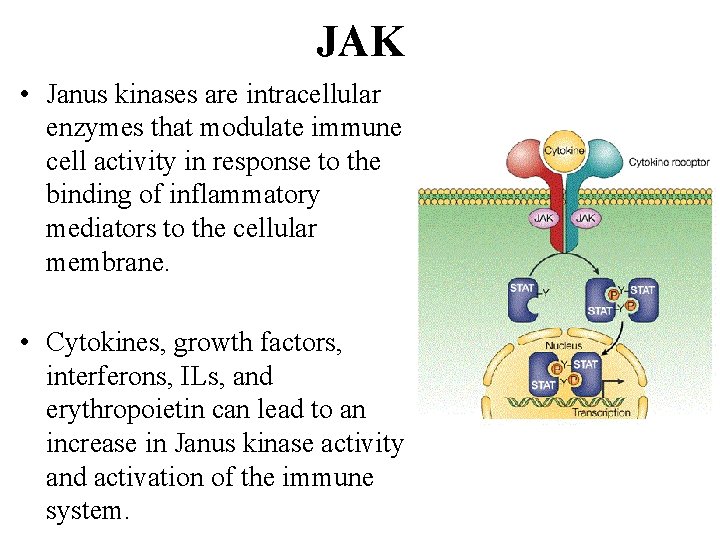 JAK • Janus kinases are intracellular enzymes that modulate immune cell activity in response