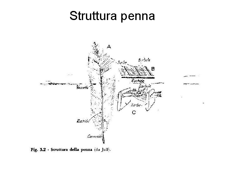 Struttura penna 