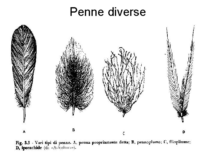 Penne diverse 