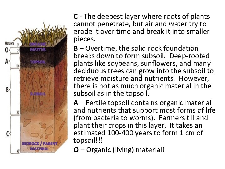 C - The deepest layer where roots of plants cannot penetrate, but air and