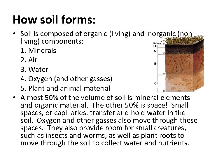 How soil forms: • Soil is composed of organic (living) and inorganic (nonliving) components: