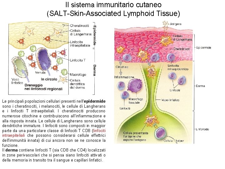 Il sistema immunitario cutaneo (SALT-Skin-Associated Lymphoid Tissue) Le principali popolazioni cellulari presenti nell’epidermide sono
