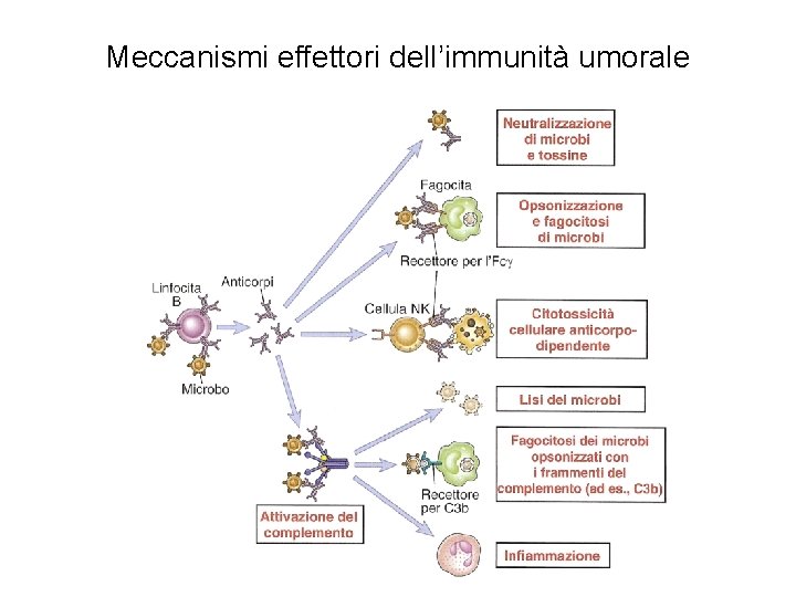 Meccanismi effettori dell’immunità umorale 