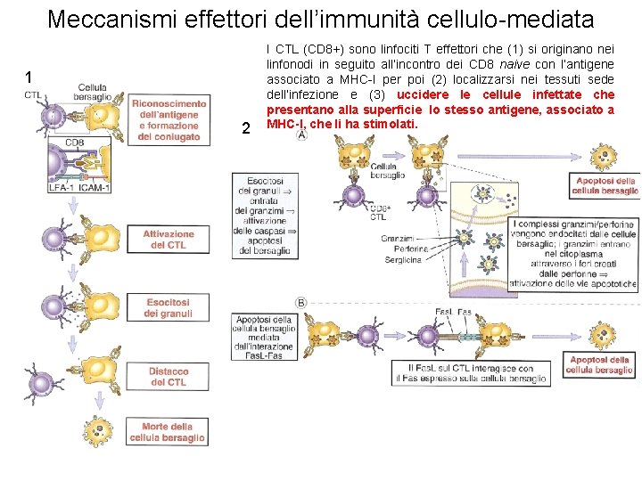 Meccanismi effettori dell’immunità cellulo-mediata 1 2 I CTL (CD 8+) sono linfociti T effettori