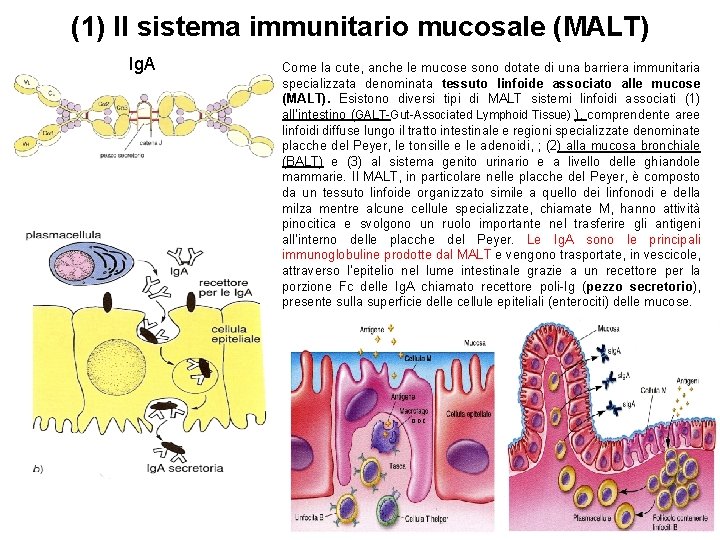 (1) Il sistema immunitario mucosale (MALT) Ig. A Come la cute, anche le mucose