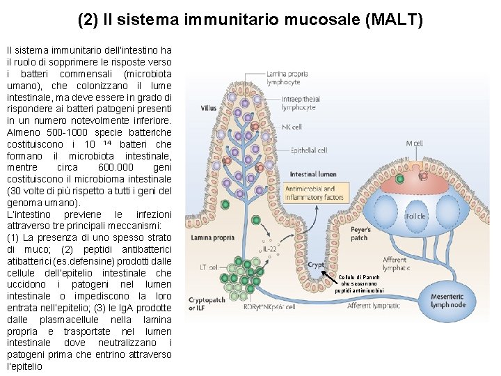 (2) Il sistema immunitario mucosale (MALT) Il sistema immunitario dell’intestino ha il ruolo di