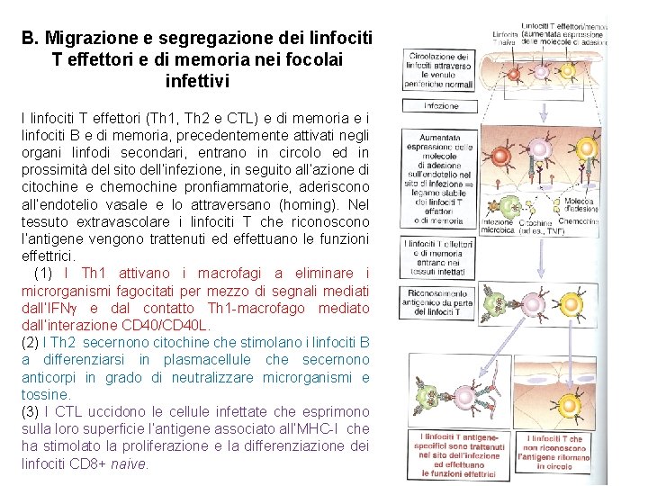 B. Migrazione e segregazione dei linfociti T effettori e di memoria nei focolai infettivi