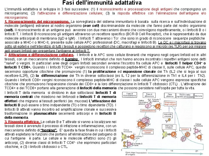 Fasi dell’immunità adattativa L’immunità adattativa si sviluppa in 3 fasi successive: (1) il riconoscimento