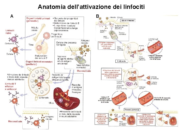 Anatomia dell’attivazione dei linfociti A B 