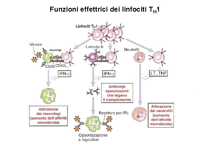 Funzioni effettrici dei linfociti TH 1 Macrofagi 