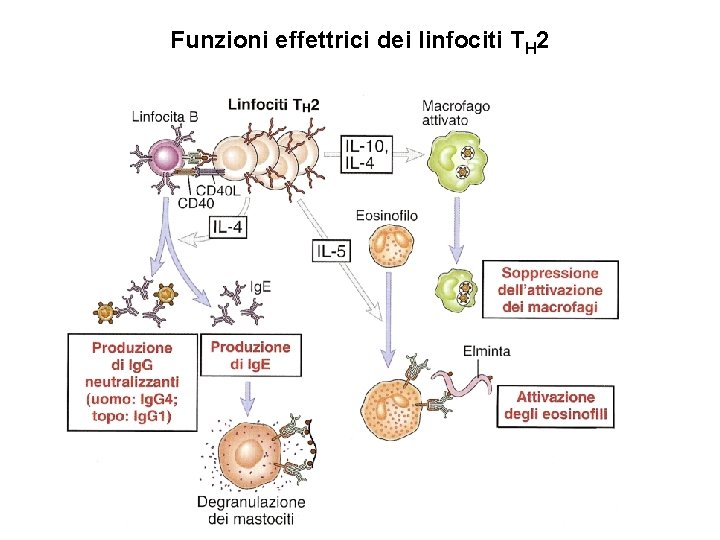 Funzioni effettrici dei linfociti TH 2 