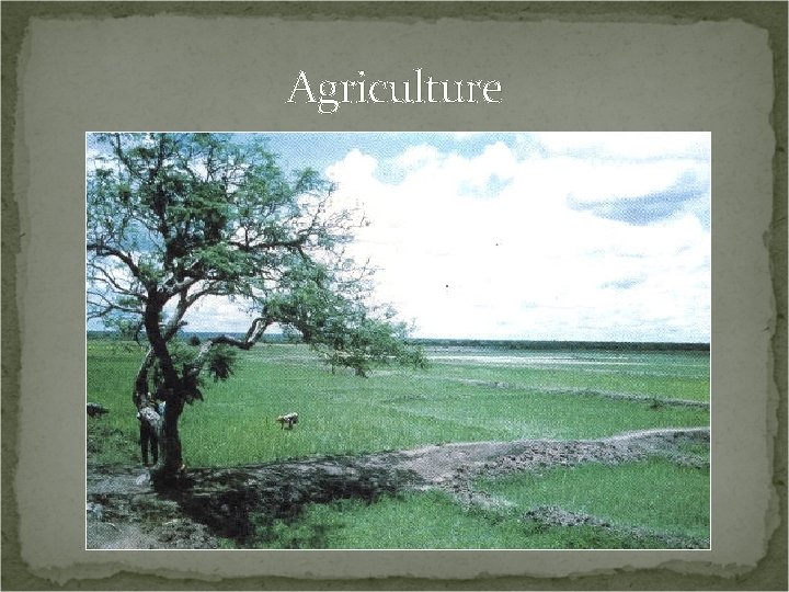 Agriculture 