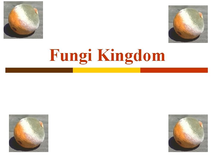 Fungi Kingdom Fungi Kingdom