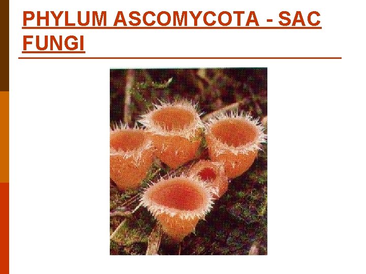 PHYLUM ASCOMYCOTA - SAC FUNGI PHYLUM ASCOMYCOTA - SAC FUNGI