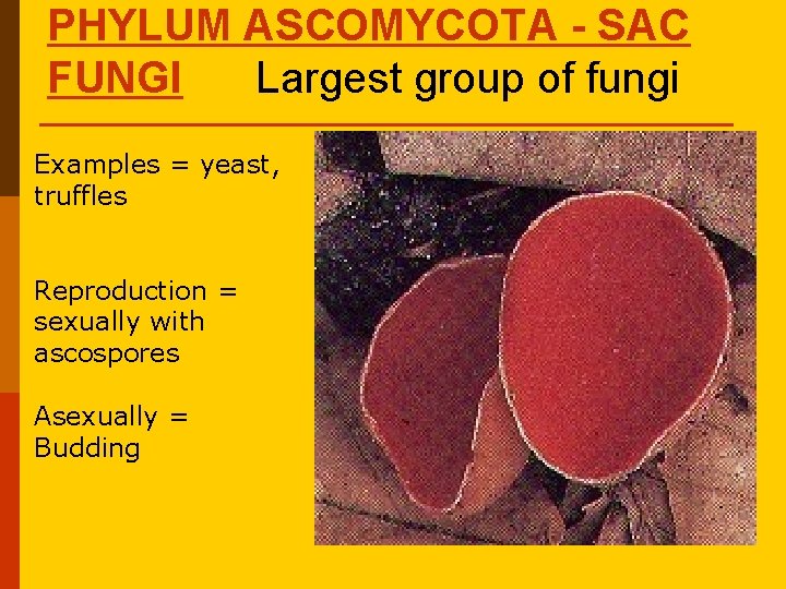 PHYLUM ASCOMYCOTA - SAC FUNGI Largest group of fungi Examples = yeast, truffles Reproduction PHYLUM ASCOMYCOTA - SAC FUNGI Largest group of fungi Examples = yeast, truffles Reproduction