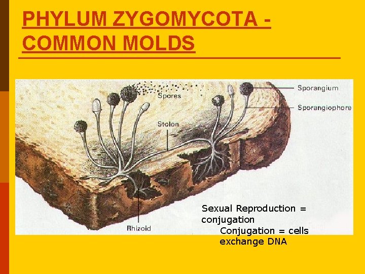 PHYLUM ZYGOMYCOTA COMMON MOLDS Sexual Reproduction = conjugation Conjugation = cells exchange DNA PHYLUM ZYGOMYCOTA COMMON MOLDS Sexual Reproduction = conjugation Conjugation = cells exchange DNA