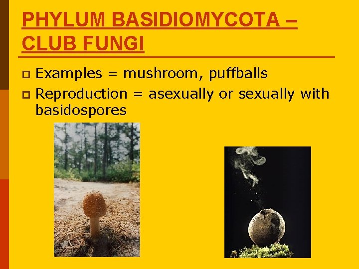 PHYLUM BASIDIOMYCOTA – CLUB FUNGI Examples = mushroom, puffballs p Reproduction = asexually or PHYLUM BASIDIOMYCOTA – CLUB FUNGI Examples = mushroom, puffballs p Reproduction = asexually or