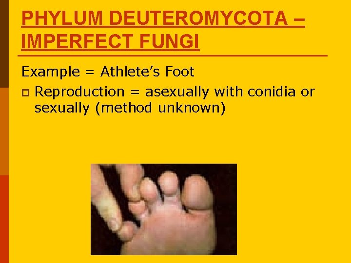 PHYLUM DEUTEROMYCOTA – IMPERFECT FUNGI Example = Athlete’s Foot p Reproduction = asexually with PHYLUM DEUTEROMYCOTA – IMPERFECT FUNGI Example = Athlete’s Foot p Reproduction = asexually with