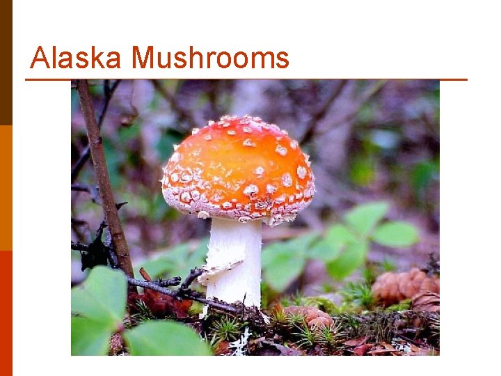 Alaska Mushrooms Alaska Mushrooms