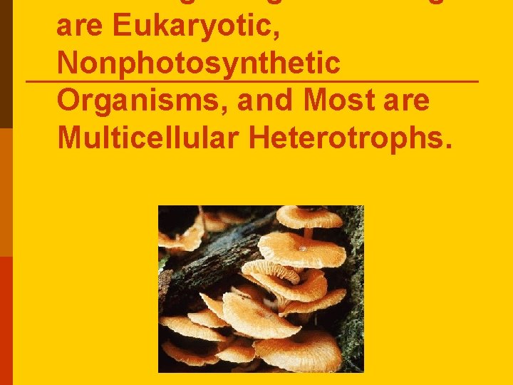 are Eukaryotic, Nonphotosynthetic Organisms, and Most are Multicellular Heterotrophs. are Eukaryotic, Nonphotosynthetic Organisms, and Most are Multicellular Heterotrophs.
